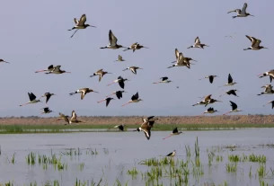 Chilika Lake Witnesses An Increase Of 1.5 Lakh Birds.webp.webp