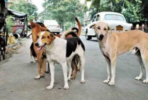 1643920022 Street Dog 1 750x430 1.jpg