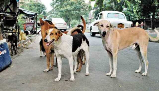 1643920022 Street Dog 1 750x430 1.jpg