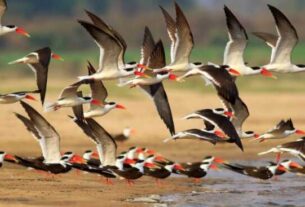 Migratory Birds 750x430 1.jpg