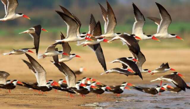 Migratory Birds 750x430 1.jpg