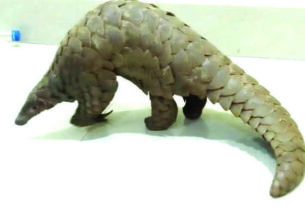 Pangolin 645x430