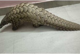 Pangolin Final