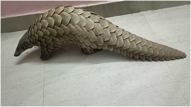 Pangolin Final