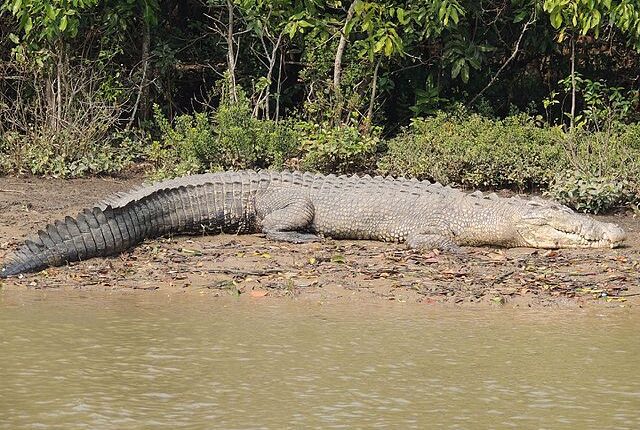 640px Crocodile Sleep 640x430