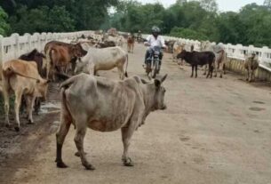 Photo For The News Of Cow On Road