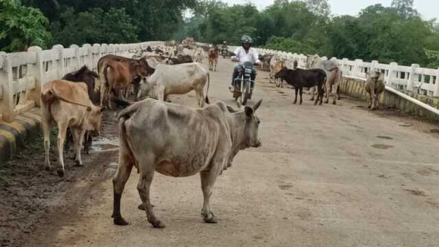 Photo For The News Of Cow On Road