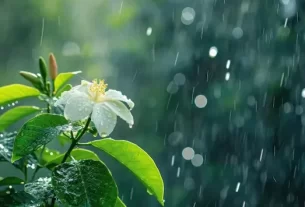 Monsoon