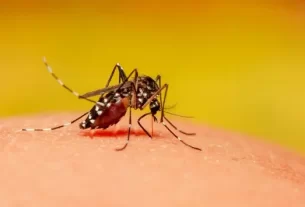 Dengue