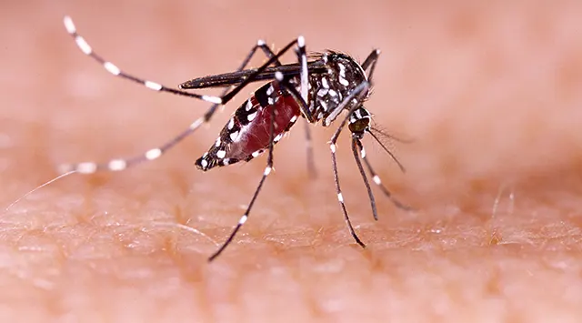 Dengue