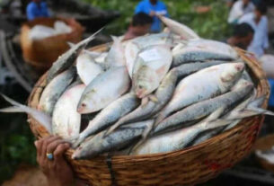 Hilsa Fish 1726990318