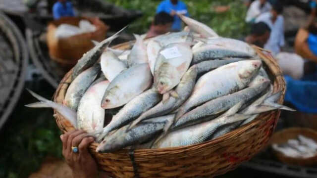 Hilsa Fish 1726990318