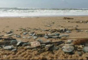 Kakatpur Jelly Fish