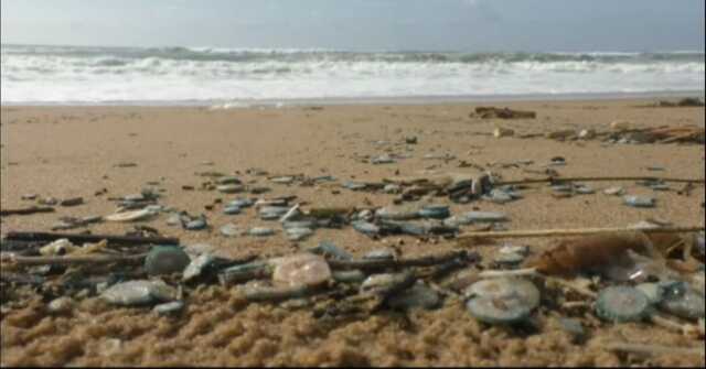 Kakatpur Jelly Fish