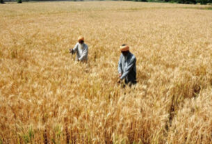 Wheat. (file Photo: Ians)