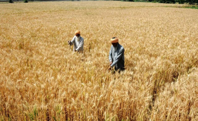 Wheat. (file Photo: Ians)