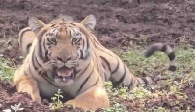 Tigress Jamuna