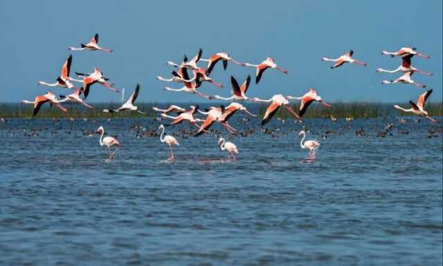 Annual Bird Census Kicks Off In Chilika