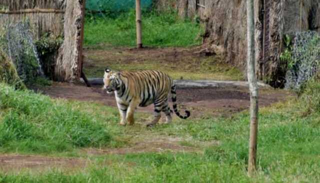 Sundari Tigress