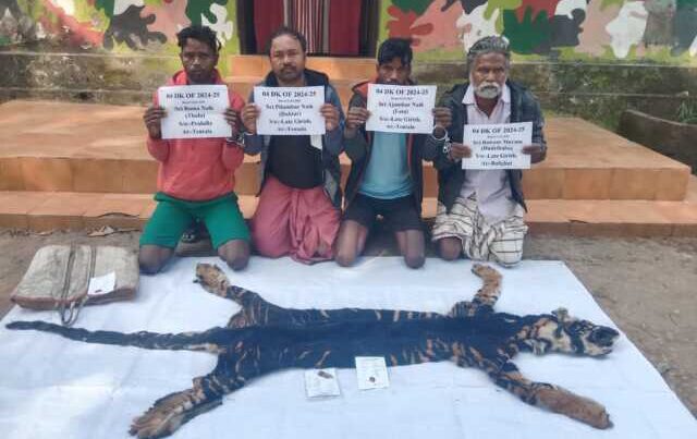 Tiger Skin Seized And Arrested Four Poachers