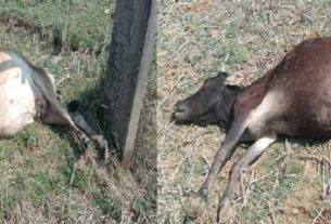 Photo For The News Of Death Of Cow