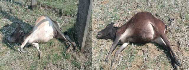 Photo For The News Of Death Of Cow