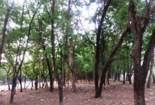 Photo For The News Of Gramya Jungle