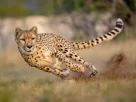 Cheetah