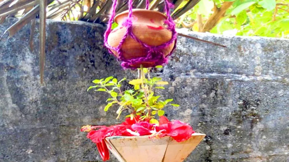 Pana Sankranti Tulsi Holy Basil