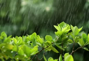 Rain